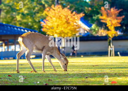 NARA, JAPAN - Nov 21: Besucher fressen wilde Rehe 21. April 2013 in Nara, Japan. Nara ist ein bedeutendes touristisches Ziel in Japan - f Stockfoto