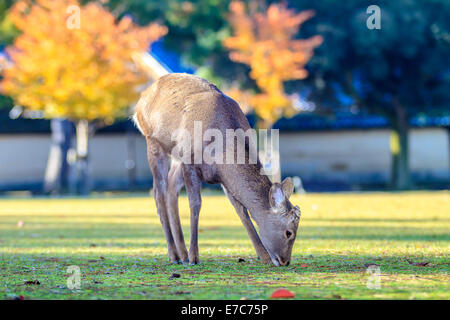 NARA, JAPAN - Nov 21: Besucher fressen wilde Rehe 21. April 2013 in Nara, Japan. Nara ist ein bedeutendes touristisches Ziel in Japan - f Stockfoto