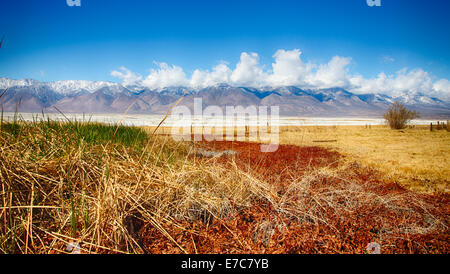 Die Felder eines alten Bauernhofes am Fuße der östlichen Sierra Nevada Bergkette. Kalifornien, USA Stockfoto