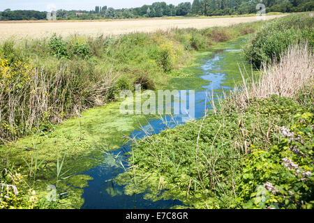 Entwässerungsgraben mit grünen Teich Unkraut Algen verursachten Eutrophierung, Hollesley Sümpfe, Suffolk, England Stockfoto