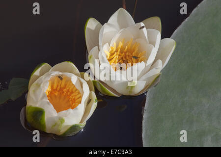 Weiße Seerose (Nymphaea Alba). Calthorpe breit NNR, SSSI. Mai. Ingham. Norfolk. VEREINIGTES KÖNIGREICH. Stockfoto