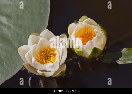 Weiße Seerosen (Nymphaea Alba). Calthorpe breit. Norfolk. Stockfoto
