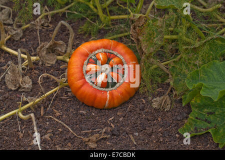 Turk Turban Kürbis, Kürbis oder Kürbis (Cucurbita Maxima). Dekorative Früchte oder "Gemüse" kultiviert. Stockfoto