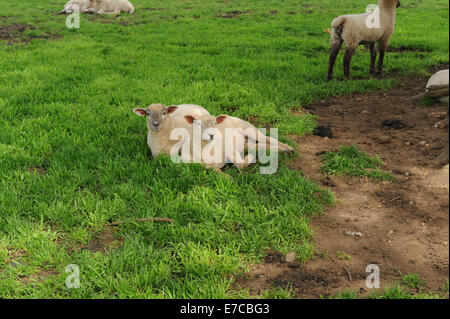 Neue geboren Frühjahr Lämmer auf einem Bauernhof in der Nähe des Warwickshire Dorf Wooton Wawen in den Midlands, England, Großbritannien Stockfoto