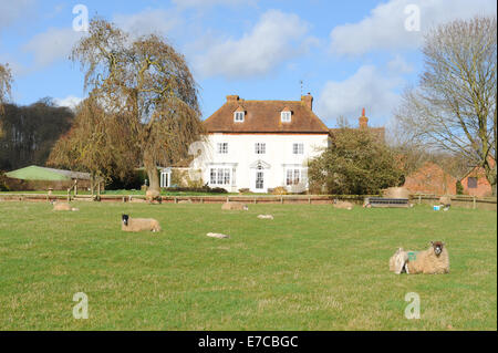 Schafe und Lämmer zu weiden in einem Feld vor einem Bauernhaus in der Nähe des Warwickshire Dorf Wooton Wawen in den Midlands, England, Großbritannien Stockfoto