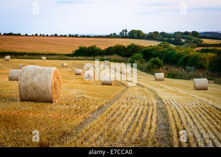 Antike Ridgeway in Berkshire mit Heuballen an einem Sommerabend Stockfoto