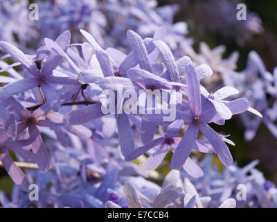 Lila Kranz oder Sanpaper Rebe Blume selektiven Fokus im Vintage-Stil Stockfoto