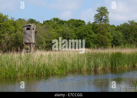 Calthorpe breit, NNR SSSI Norfolk. Redundante ausblenden studieren Nutrias. Erlen (Alnus Glutinosa), Birke (Betula Pubescens) übernehmen. Stockfoto