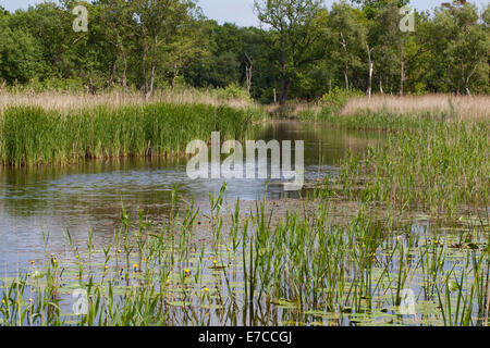 Calthorpe breit NNR, SSSI. Broadland, East Anglia, Norfolk. VEREINIGTES KÖNIGREICH. Freiwasser. Sommer 2014. Schilfbeetes (Phragmites Australis). Stockfoto