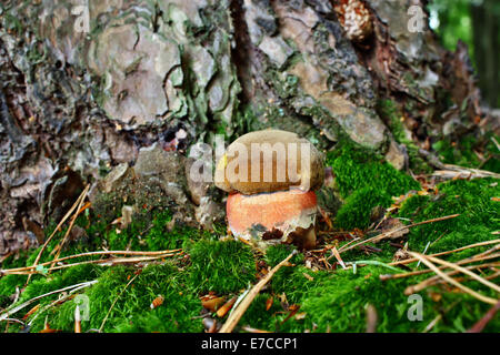 Jung essbar Boletus Luridiformis Pilzzucht in einem Wald Stockfoto