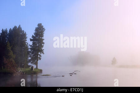 Dawn Nebel hebt um Gänse schwimmen an einem See im Herzen des Yellowstone-Nationalpark, Wyoming, USA zu offenbaren. Stockfoto