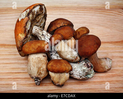Pilze Steinpilze und Leccinum auf dem Tisch Stockfoto