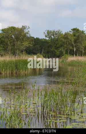 Calthorpe breit NNR, SSSI. Broadland, East Anglia, Norfolk. VEREINIGTES KÖNIGREICH. Freiwasser. Sommer 2014. Schilfbeetes (Phragmites Australis). Stockfoto