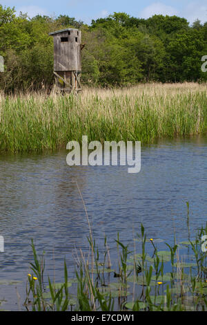 Calthorpe breit, NNR SSSI Norfolk. Redundante ausblenden studieren Nutrias. Erlen (Alnus Glutinosa), Birke (Betula Pubescens) übernehmen. Stockfoto