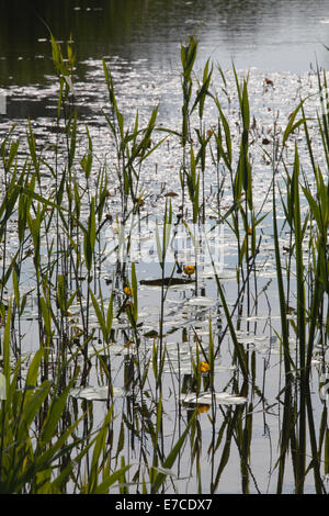 Emergent marginal Vegetation einschließlich Norfolk Schilf (Phragmites SP.), gelbe Seerose (Teichrosen Lutea). Frühling. Reflexionen. Stockfoto