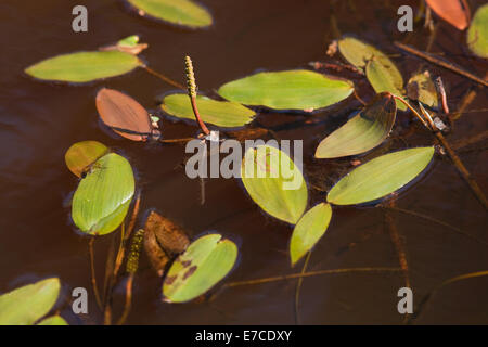 Wasserknöterich (Polygonum Amphibium). Calthorpe breit. NNR; SSSI; Broadland. Norfolk. England. Stockfoto