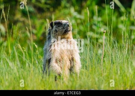 Bauche Murmeltier im Sommer, Alberta, Kanada Stockfoto