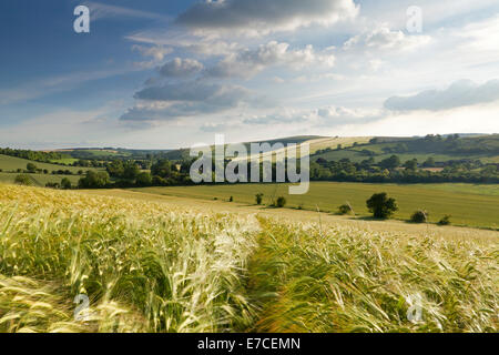 Gerstenfeldern auf einem Hügel mit Blick auf das Dorf Brixton Deverill in der Nähe von Warminster in Wiltshire, England. Stockfoto