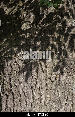 Esche (Fraxinus Excelsior).  Stamm von einem ausgewachsenen Baum mit Schatten der Blätter fallen auf der Rinde. Sommer. Stockfoto