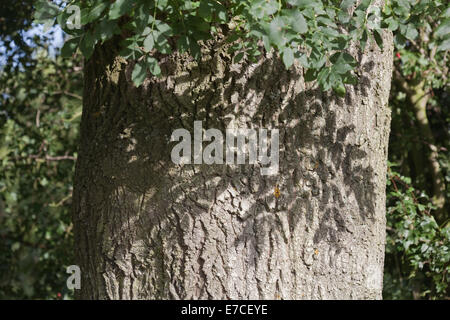 Esche (Fraxinus Excelsior).  Stamm von einem ausgewachsenen Baum mit Schatten der Blätter fallen auf der Rinde. Sommer. Stockfoto