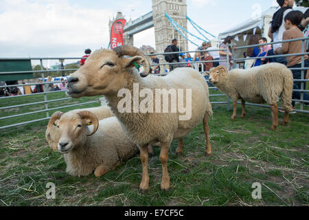 London, UK. 13. September 2014.   Auf halbem Weg durch den Monat lang völlig Thames Festival, eine Vielzahl von Bands und Sängern durchgeführt im Schatten der Tower Bridge und Rathaus Credit: Neil Cordell/Alamy Live News Stockfoto