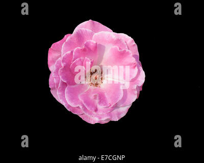rosa Rose isoliert auf schwarz Stockfoto