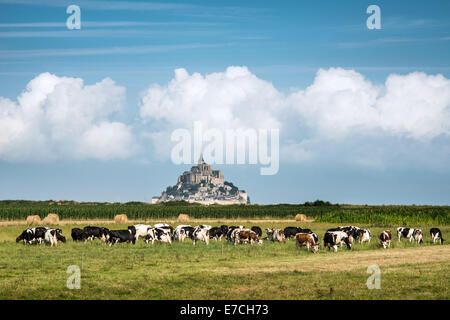 Frankreich-Manche Mont Saint Michel Bay aufgeführt als UNESCO-Welterbe, Kuh auf der Weide und Mont Saint Michel im Hintergrund Stockfoto