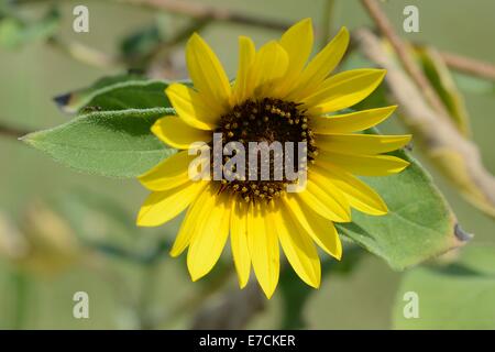 Gewöhnliche Sonnenblume Stockfoto