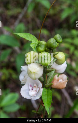 Wilde Peristeria Elata Heiliggeistkirche Orchidee blüht. Eine Rebe kann gesehen werden, wächst die Blume-Pod auf Stockfoto