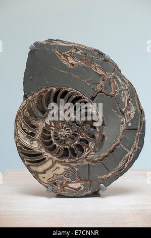 Fossilien Ammoniten, Asteroceras Stellare, frühen Jurazeit, Mollusca Natural History Museum, London Stockfoto