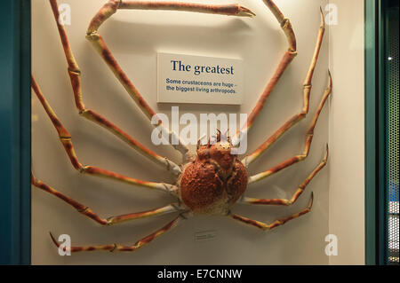 Japanische Seespinne, Macrocheira Kaempferi, Inachidae, Cruustacea, Natural History Museum, London, UK Stockfoto