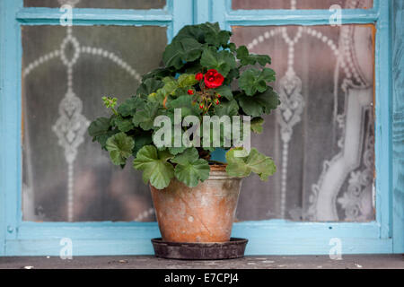 Geranien (Pelargonium im Blumentopf auf der Fensterbank des ländlichen Raums Tschechische Republik Stockfoto