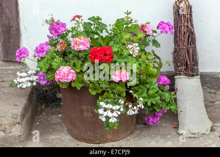 Geranium Blumen Pelargonium blüht im Topf, Blick auf den ländlichen Raum Stockfoto