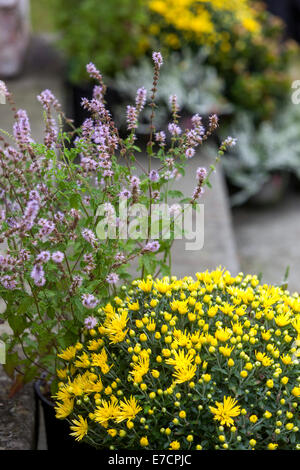 Erdbeer-Minze Mentha x Piperita „Strawberry“, Chrysanthemen-Minze, die im Garten an der Treppe wächst Stockfoto