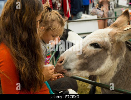 Merrick, New York, USA. 13. September 2014. Einem Kleinkind Mädchen und seinen Eltern füttern Schafe und Esel im Streichelzoo auf der 23. jährlichen Merrick Herbst Festival & Street Fair in Lsuburban Ong Insel. Bildnachweis: Ann E Parry/Alamy Live-Nachrichten Stockfoto