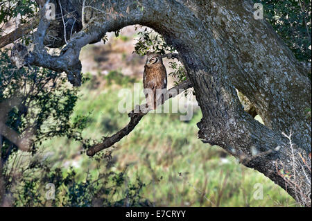 Südafrika, riesige Uhu oder Verraux Uhu, Bubo lacteus Stockfoto