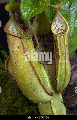 Fleischfressende Pflanzen; Nepenthes Arten im Volksmund bekannt als tropische Kannenpflanzen oder Affenbecher, eine Gattung von fleischfressenden Pflanzen.monotypische Nepenthalcea Stockfoto