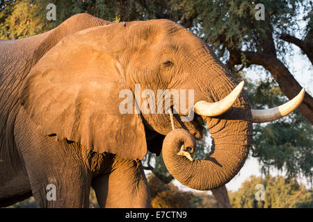 Porträt eines afrikanischen Elefanten-Bullen kauen auf einem stick Stockfoto