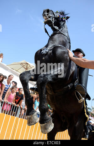 Typisches fest der Pferde in der Stadt von Ciutadella auf Menorca; fest von Sant Joan (St. John) am 24. Juni. Stockfoto