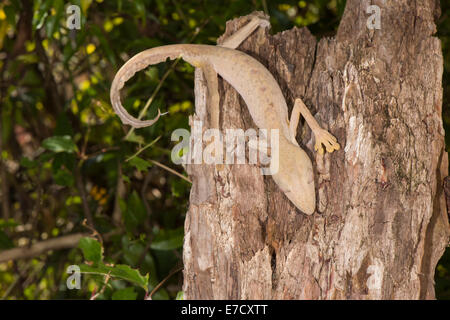 Gesäumt von Leaf-tailed Gecko (uroplatus lineatus), Madagaskar Stockfoto