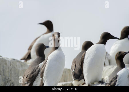 Eine Guillemot (Uria Aalge) schaut direkt in die Kamera, während steht auf einer Klippe unter seiner Kolonie Stockfoto