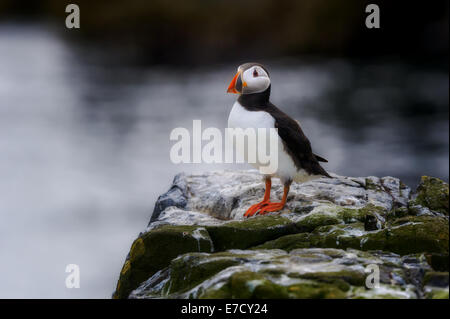 Eine einzelne einsame ein Papageitaucher (Fratercula Arctica) steht Sitzstangen stehende hocken auf einem Felsen mit verwischten Meer im Hintergrund Stockfoto