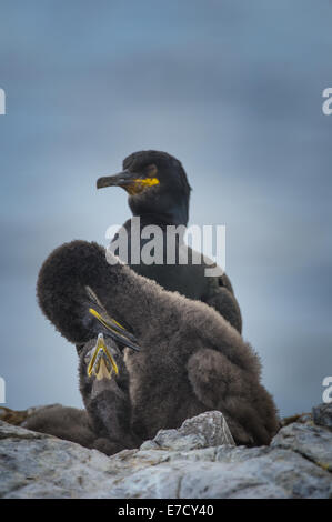 Zwei Kormorane (Phalacrocorax Carbo) Küken in einem Nest mit einem Elternteil hinter. Eines der Küken ist selbst putzen. Stockfoto