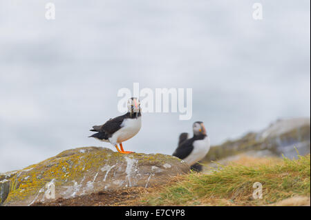 Eine britische Seevogel Papageitaucher (Fratercula Arctica) mit einem Beakful Sandaale, steht auf Felsen in der Nähe von seinem eingegrabene Nest. Stockfoto