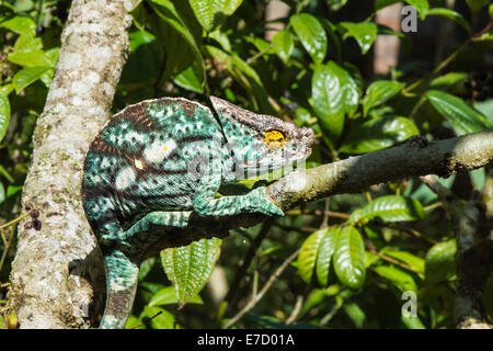 Parsons Chamäleon (Calumma Parsonii), Madagaskar Stockfoto