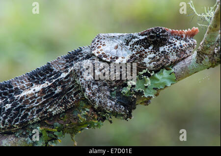 Elefant-Schmuckschildkröte Chamäleon oder kurzen Hörnern Chamäleon (Calumma Brevicornis), Madagaskar Stockfoto