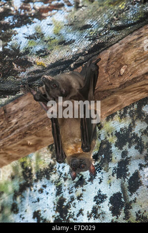 Madagaskar-Flughunde (Pteropus Rufus) hängen in einer Scheune, Madagaskar oder Madagaskar-Flying-Fox Stockfoto