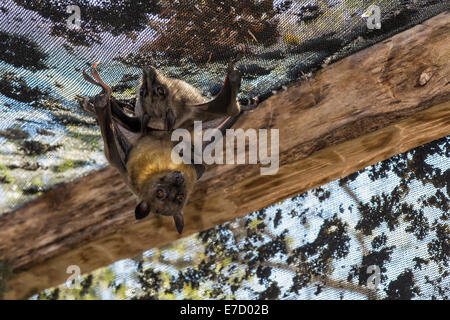 Madagaskar-Flughunde (Pteropus Rufus) hängen in einer Scheune, Madagaskar oder Madagaskar-Flying-Fox Stockfoto