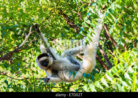 Verreaux Sifaka (Propithecus Verreauxi) Sprung von einem Baum, Berenty Naturreservat, Fort Dauphin, Madagaskar Stockfoto