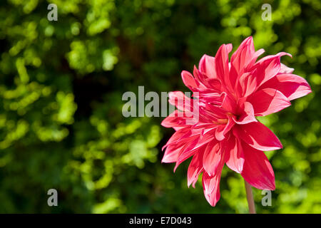 Schöne rosa Dahlie - close-up erschossen im Garten Stockfoto